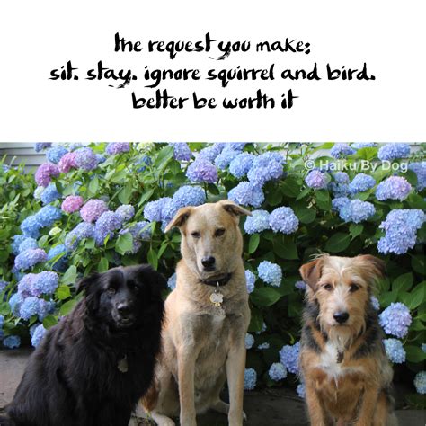 3 dogs in front of hydrangea - Life with Dogs and Cats : Life with Dogs