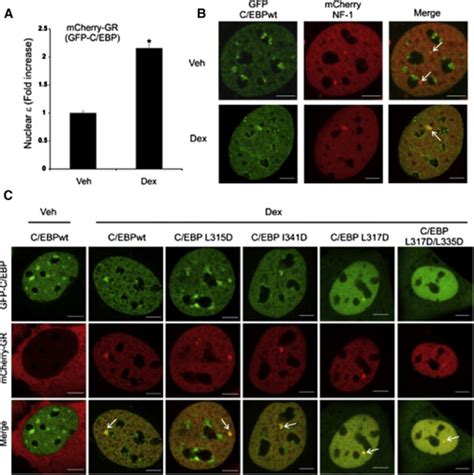 Structural Modeling Of GR Interactions With The SWI SNF Chromatin