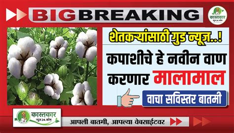 New Variety Of Cotton शेतकऱ्यांसाठी गुड न्यूज कपाशीचे हे नवीन वाण