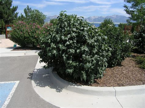 Mount Baker Lilac