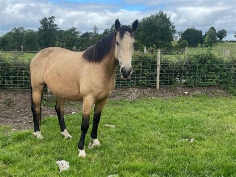 Horse for sale for sale in Tyrone for £5,500 on DoneDeal