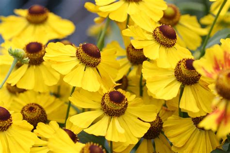 Helenium autumnale