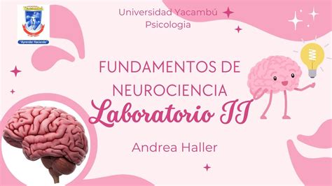 Laboratorio Ii El Cerebro Uny Youtube