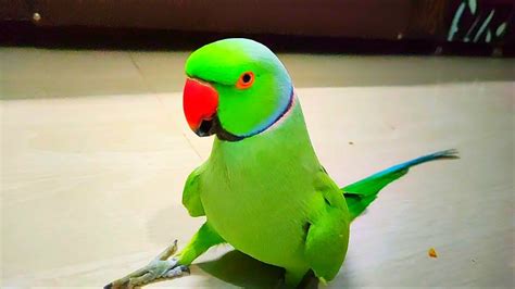 Desi Ringneck Talking Parrot Lovely Speaking And Dancing Mitthu Youtube