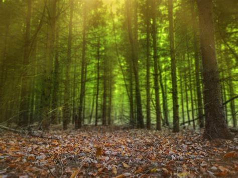 Cuento de hadas mágico en el bosque colorido de niebla de ensueño