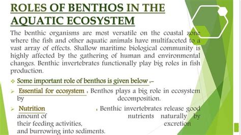 Benthos - types and their role in ecosystem | PPT