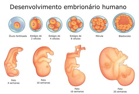 Desenvolvimento Embrion Rio Humano Bionect