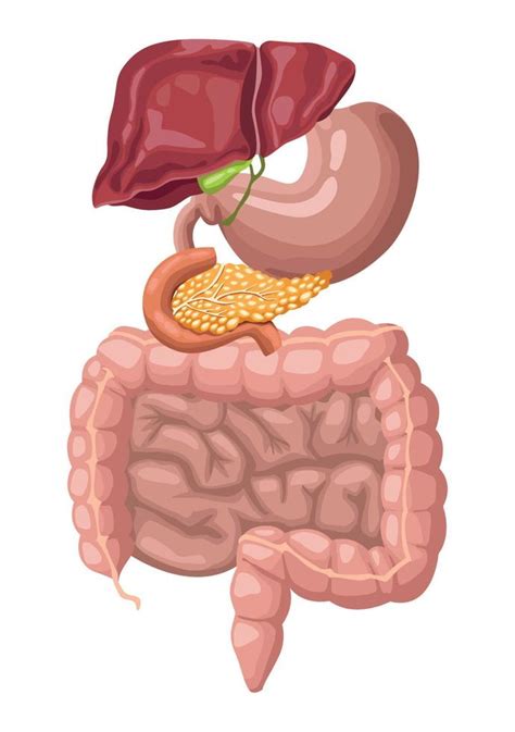 Digestive System Realistic Organs 10428687 Vector Art At Vecteezy