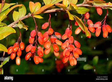 Common Barberry Berberis Vulgaris Stock Photo Alamy