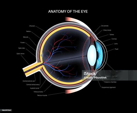 Eye Anatomy Poster Stock Illustration - Download Image Now - Anatomy ...