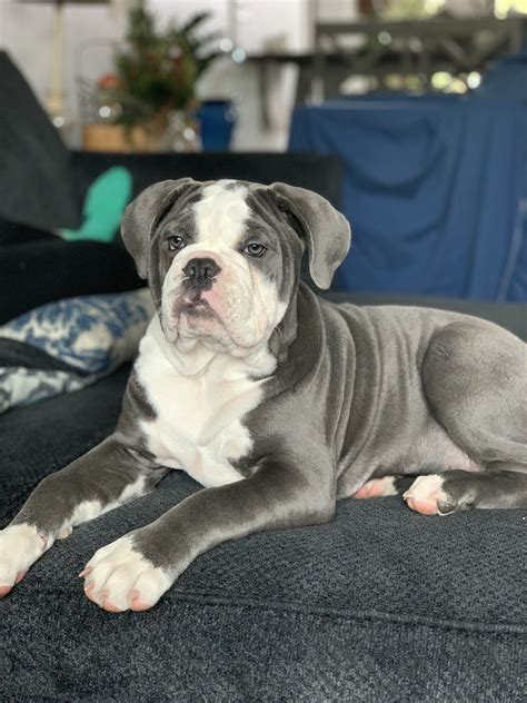 Blue Old English Bulldog Puppies