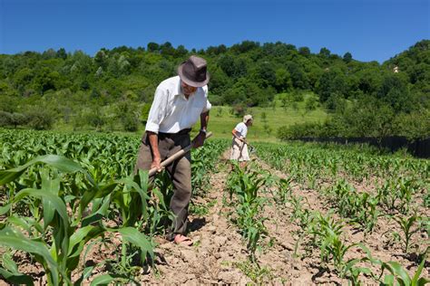 O Trabalho No Campo - Pessoas Trabalhando No Campo - REVOEDUCA