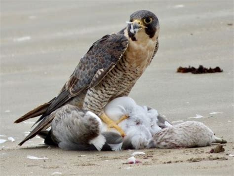 Tudo Sobre O Falc O Peregrino A Ave Mais R Pida Do Mundo