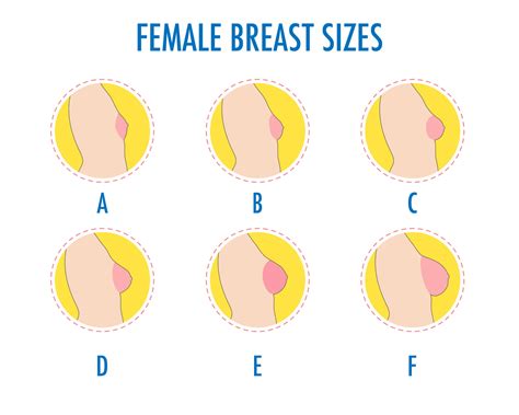 Breast Size Diagram Plantecuador