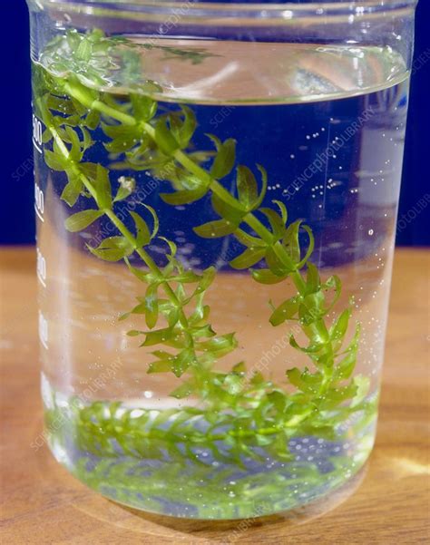 Elodea Plant In Test Tube