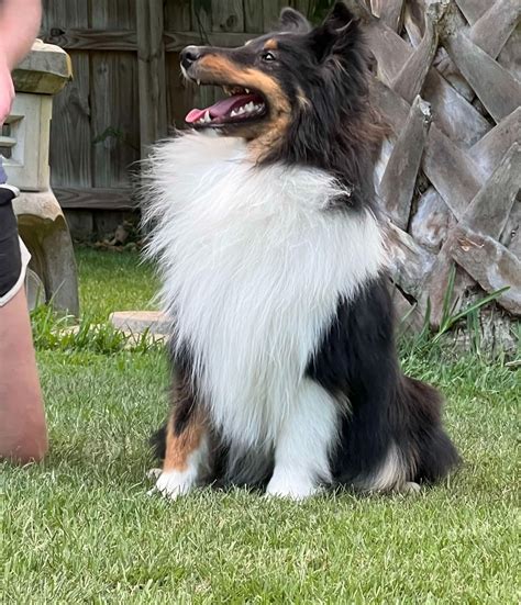 Shetland Sheepdog (Sheltie) Puppies For Sale In Florida