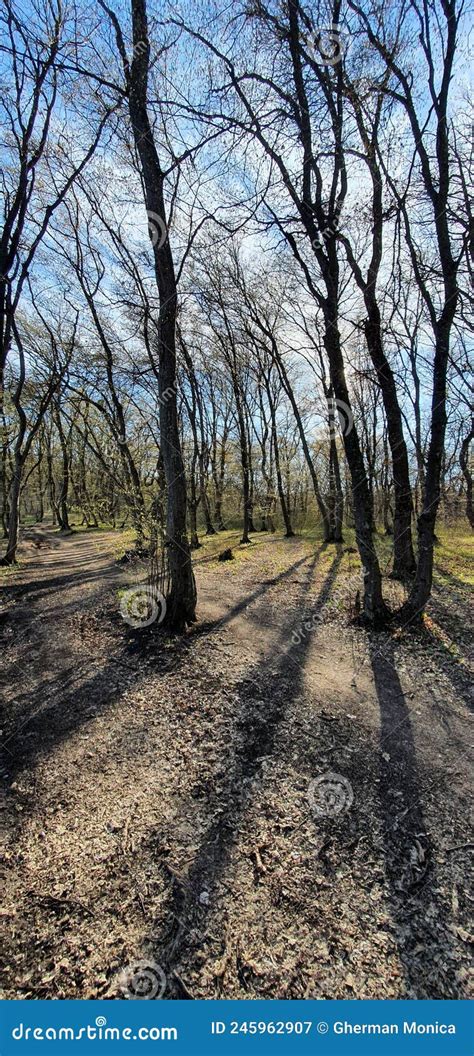 Hoia Baciu Forest In Cluj Napoca Stock Image Image Of Wilderness