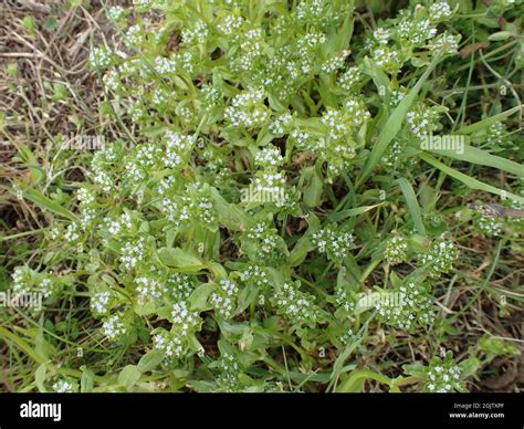 Common Cornsalad Hi Res Stock Photography And Images Alamy