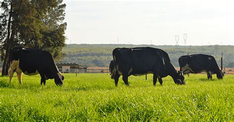 Mais Conforto E Produtividade Para As Vacas Leiteiras