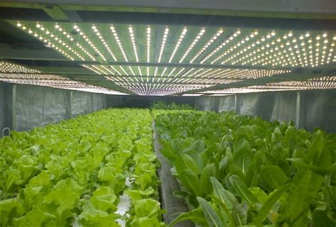 LED: Светодиодные светильники для растений /Джон Пирсон/ новости