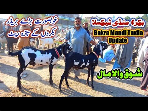 Khubsorat Shok Waly Bakray Taxila Bakra Mandi Pakistan Bakra Eid