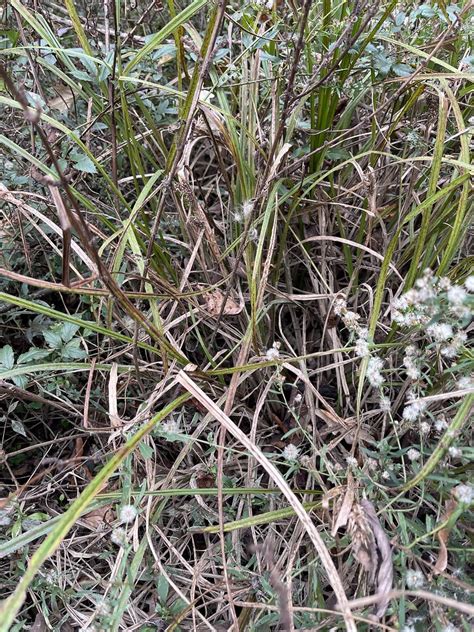 Sawgrass Cladium Sp Cladiumaceae Flickr