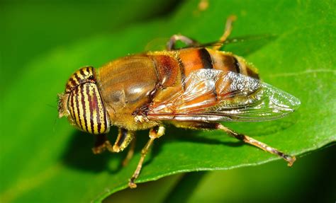 Kostenlose Foto Natur Fotografie Blume Fliege Insekt Makro