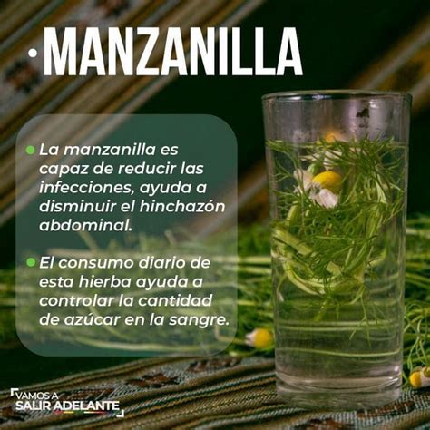 Las Propiedades De La Manzanilla Y Sus Beneficios Hot Sex Picture