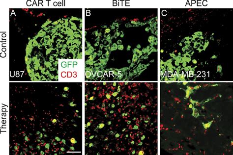 Figure S Ihc Validation Of T Cell Infiltration Into Engrafted Tumors