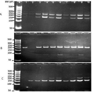 Profiles of the ten tomato cultivars as revealed by SSRs. A, B and C ... 