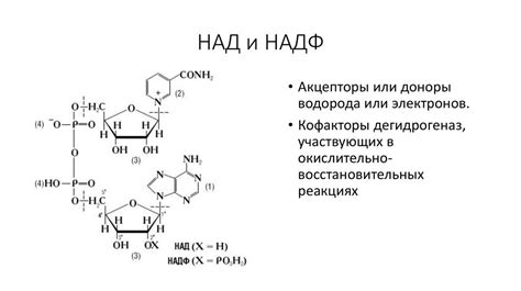 Нуклеиновые кислоты: строение и функции - online presentation