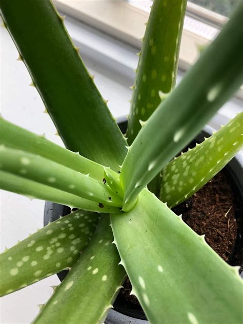 How To Save An Overwatered Aloe Plant Mistakes You Re Making And How