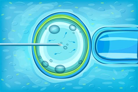 Exploring In Vitro Fertilization IVF In Thailand Costs Risks And