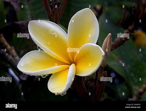 Plumerias Are Tropical Trees Famous For Their Gorgeous Flowers Which Are Used To Make Leis