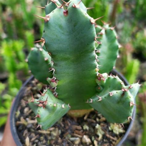 Jual Euphorbia Resinifera Cluster Kaktus Sukulen Tanaman Hias Shopee