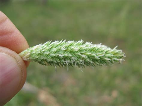 Bulbous Canary Grass Phalaris Aquatica Feedipedia