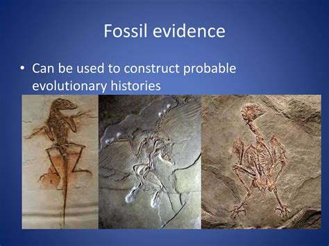 Introduction To Evolution Ppt