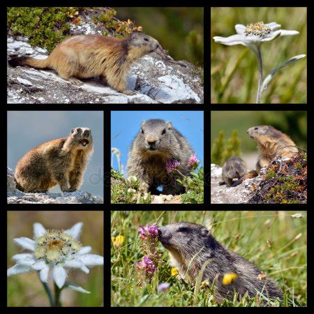 Alpine marmots Stock Photos, Royalty Free Alpine marmots Images ...