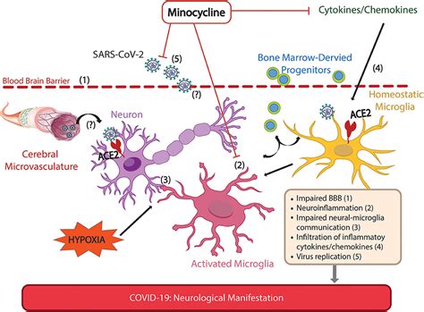 Frontiers Would Repurposing Minocycline Alleviate Neurologic