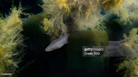 silver eel high res stock photo getty images