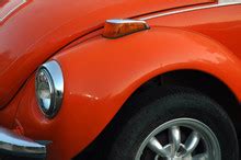 Orange Beetle Free Stock Photo - Public Domain Pictures