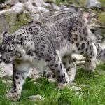 Leopardo De Las Nieves Panthera Uncia Caracter Sticas H Bitat