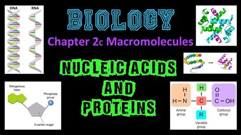 Macromolecules - Nucleic Acids & Proteins - YouTube