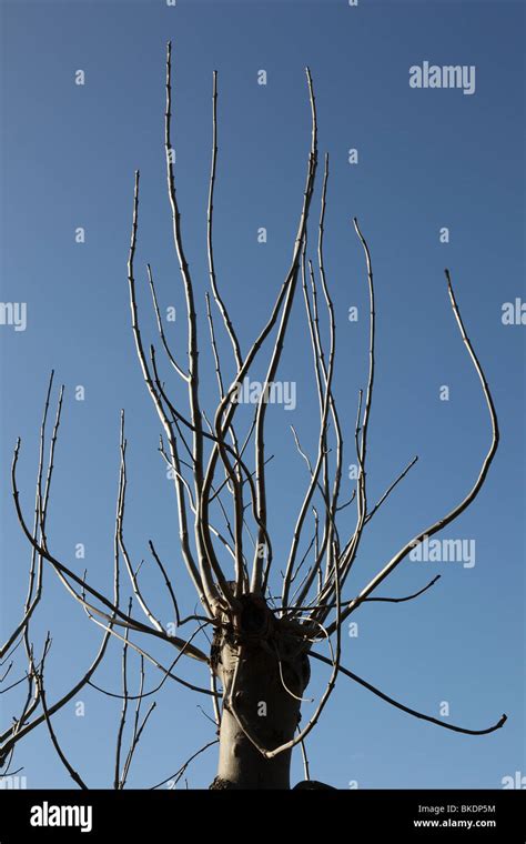 Pollard Tree Hi Res Stock Photography And Images Alamy