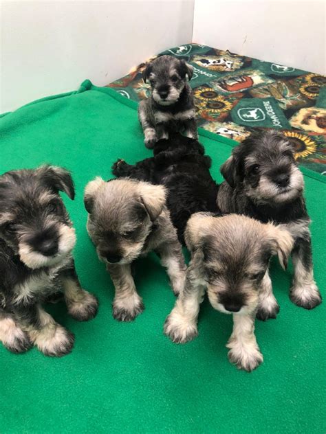 Miniature Schnauzer Puppies For Sale Hastings Mn 340715