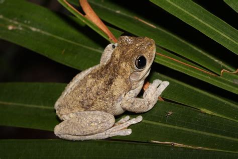 Peron S Tree Frog Img Litoria Peroni Bruce King Flickr