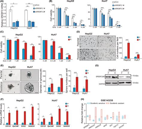 Srebf Expression Is Elevated In Sorafenib Resistant Cells And