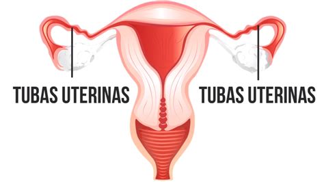 Sistema Reprodutor Feminino