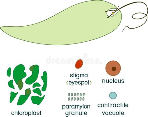 Diagram of Euglena. Structure of Euglena Viridis with Titles Stock Vector - Illustration of ...