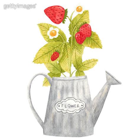 Hand Drawn Watercolor Strawberry Branch In A Vintage Steel Watering Can